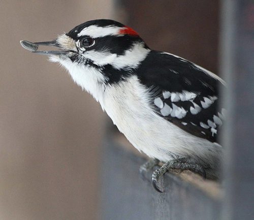 A Downy wood pecker grabs a sunflower seed at a feeder that is loaded everyday by volunteers in the area Wednesday afternoon in Kildonan Park in Winnipeg- Standup Photo- December 19, 2012   (JOE BRYKSA / WINNIPEG FREE PRESS)