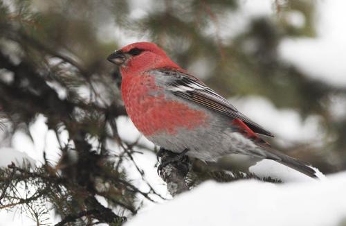 A  male Pine Grosbeak in a evergreen tree at Kildonan Park Wednesday-Pine Grosbeak are a large member of the finch family and live in the Boreal forests north of Winnipeg but visit us in winter months- Standup Photo- December 19, 2012   (JOE BRYKSA / WINNIPEG FREE PRESS)