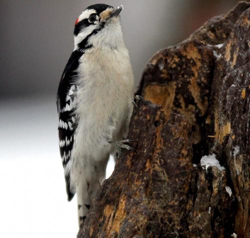 A female Yellow-Bellied Sap-Sucker pauses for a moment in North Kildonan. The Yellow-bellied Sapsucker is an enterprising woodpecker that laps up the leaking sap and any trapped insects with its specialized, brush-tipped tongue. Attired sharply in barred black-and-white, with a red cap and (in males) throat, they sit still on tree trunks for long intervals while feeding. December 19, 2012  BORIS MINKEVICH / WINNIPEG FREE PRESS