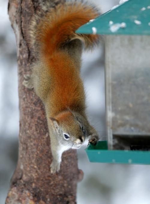 A red squirrel checks out some bird feed in North Kildonan. It is thought that the long tail helps the squirrel to balance and steer when jumping from tree to tree and running along branches and may keep the animal warm during sleep(from wiki). December 19, 2012  BORIS MINKEVICH / WINNIPEG FREE PRESS