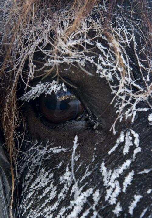 122312 Winnipeg - A Percheron horse named Mickey is covered in frost while waiting to give sleigh rides at The Forks Sunday afternoon. DAVID LIPNOWSKI / WINNIPEG FREE PRESS