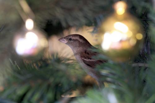 A sparrow flew inside and sat in the Christmas tree watching Siloam Missions annual Christmas lunch at 300 Princess St, Winnipeg. The annual Christmas lunch serves between 500-700 people were given a Christmas turkey dinner with all the trimmings this afternoon at the downtown shelter- See Intern Elizabeths story- December 24, 2012   (JOE BRYKSA / WINNIPEG FREE PRESS)