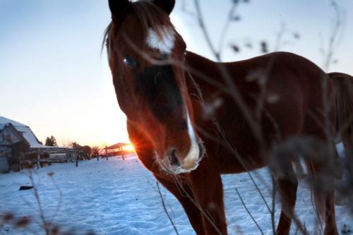 The last rays of sunlight stretch across the horizon onto the horses at South Creek Stables in Norbert late Wednesday afternoon.  Standup photo Dec 26, 2012, Ruth Bonneville  (Ruth Bonneville /  Winnipeg Free Press)