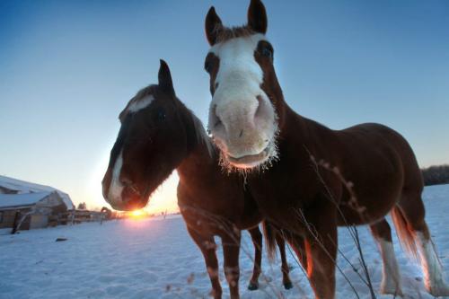 The last rays of sunlight stretch across the horizon onto the horses at South Creek Stables in Norbert late Wednesday afternoon.  Standup photo Dec 26, 2012, Ruth Bonneville  (Ruth Bonneville /  Winnipeg Free Press)