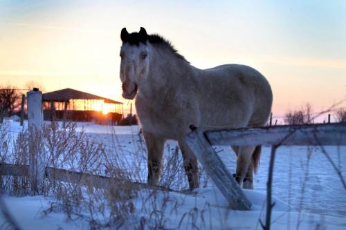 The last rays of sunlight stretch across the horizon onto a horse at South Creek Stables in St. Norbert late Wednesday afternoon.  Standup photo Dec 26, 2012, Ruth Bonneville  (Ruth Bonneville /  Winnipeg Free Press)
