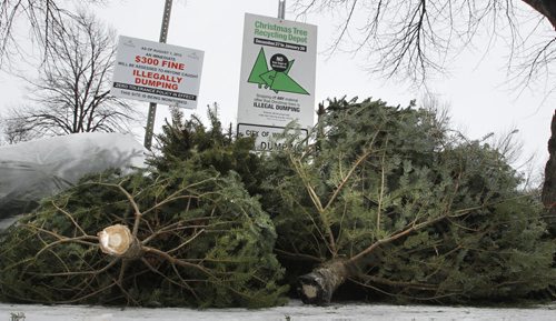 The Christmas Tree Recycling Depot drop off sites through out the city including the one in the Kildonan Park opened Thursday and lasts until January 20. Remember no tree bags or decorations.    . (WAYNE GLOWACKI/WINNIPEG FREE PRESS) Winnipeg Free Press  Dec.27   2012