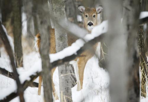 A small white-tailed deer looks for food in Assiniboine Park, Sunday, December 30, 2012. (TREVOR HAGAN/ WINNIPEG FREE PRESS)