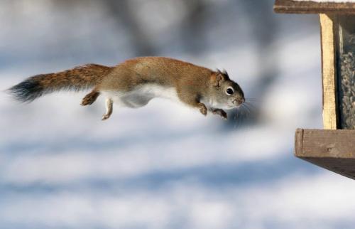 Perfect Form- A squirrel does some acrobatic gymnastics to jump from a tree to a hanging bird feeder Thursday afternoon at Kildonan Park in Winnipeg - Standup Photo- January 02, 2013   (JOE BRYKSA / WINNIPEG FREE PRESS)