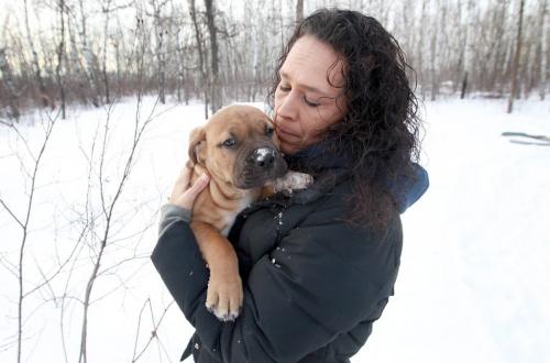 Cathy Brule lives in RM of St. Anne- her dog Buddy the boxer went missing in August  23,2012-  Here she plays in her yard with Lucas a Bullmastiff puppy she received for Christmas-See Lindor Reynolds story- January 07, 2013   (JOE BRYKSA / WINNIPEG FREE PRESS)