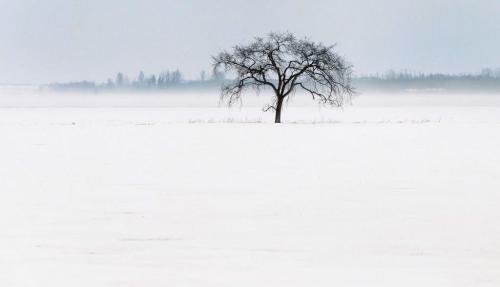 A tree near Provincial Hyw 236 sits in winters grasp sout of Winnipeg Tuesday afternoon in blowing snow Standup photo- January 08, 2013   (JOE BRYKSA / WINNIPEG FREE PRESS)
