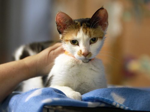 This small 10 month old cat was picked up on Burrows Ave it had ear mites and was pregnant  said Carla Martinelli-Irvine Founder and Executive Director of the Winnipeg Pet Rescue Shelter -See Jen Skerritt story- January 10, 2013   (JOE BRYKSA / WINNIPEG FREE PRESS)