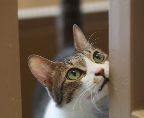 Momo the cat available for adoption at  Winnipeg Pet Rescue Shelter -See Jen Skerritt story- January 10, 2013   (JOE BRYKSA / WINNIPEG FREE PRESS)