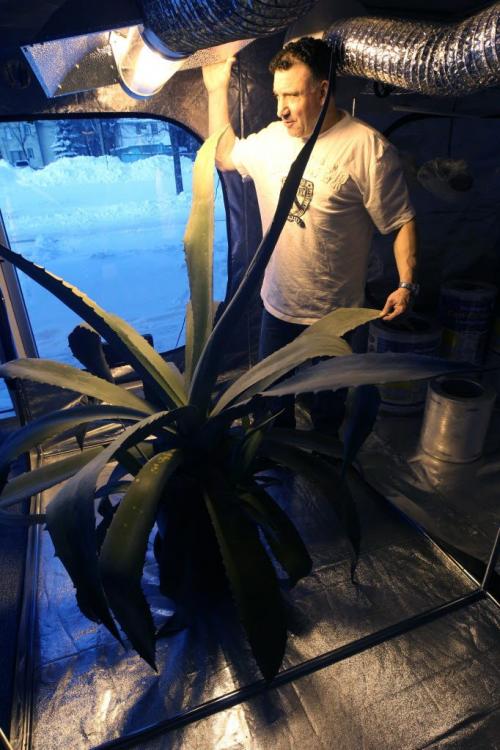 Jeff Dukeshire, owner of Better than Nature shows hydroponic equipment-See Gabrielle Giroday story- January 14, 2013   (JOE BRYKSA / WINNIPEG FREE PRESS)