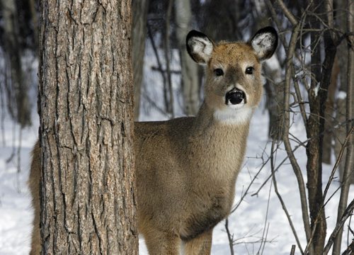 STDUP Weather - White Tailed deer is not taking any chances as it plays peek-a-boo on a cold day  inside Assiniboine Park  KEN GIGLIOTTI / JAN 15 2013 / WINNIPEG FREE PRESS