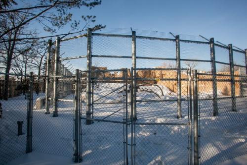 One of the old bear enclosures at the Assiniboine Park Zoo has been refurbished as part of the new International Polar Bear Conservation Centre. The moat is gone and in its place is a 4.5 metre fence. The new polar bear cub Hudson arriving from Toronto will possibly live here, as well at the other enclosures, until the Journey to Churchill exhibit is expected to open in 2014. (Melissa Tait / WInnipeg Free Press)