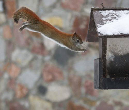 Jump- A squirrel does some acrobatics in Kildonan Park Friday afternoon to get to a bird feeder full of seed Standup photo ( part of jumping squirrel series)- January 18, 2013   (JOE BRYKSA / WINNIPEG FREE PRESS)