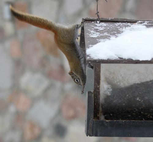 Streeeeetch!- A squirell does some acrobatics in Kildonan Park Friday afternoon to get to a bird feeder full of seed Standup photo- January 18, 2013   (JOE BRYKSA / WINNIPEG FREE PRESS)