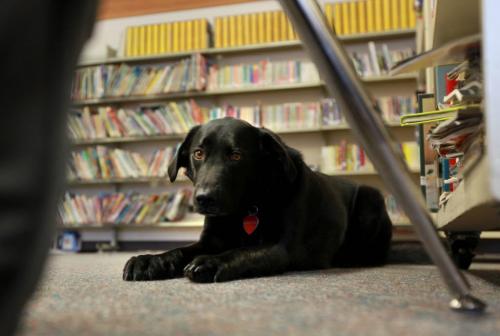 Reynolds School in the RM of Reynolds  a hour and a half east of Winnipeg has only 9 kids attending ithe school due to low enrollment. School rescue dog - Dakota. See Nick Martin's story. Jan 16 2013, Ruth Bonneville  (Ruth Bonneville /  Winnipeg Free Press)