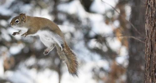A squirrel flies through the air at Kildonan Park Tuesday to get to food hanging from a bird feeder-See Joes flying squirrel project #3- January 22, 2013   (JOE BRYKSA / WINNIPEG FREE PRESS)