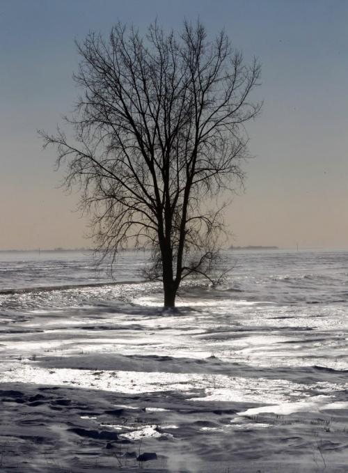 A lone tree in a field on Hyw 23 south of Winnipeg Standup photo- January 23, 2013   (JOE BRYKSA / WINNIPEG FREE PRESS)