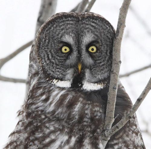 A great horned owl is perched in a tree Tuesday morning on Hyw 12 in South Eastern Manitoba in Sandlands Provincial Forest -See Gabrielle Giroday story- January 14, 2013   (JOE BRYKSA / WINNIPEG FREE PRESS)