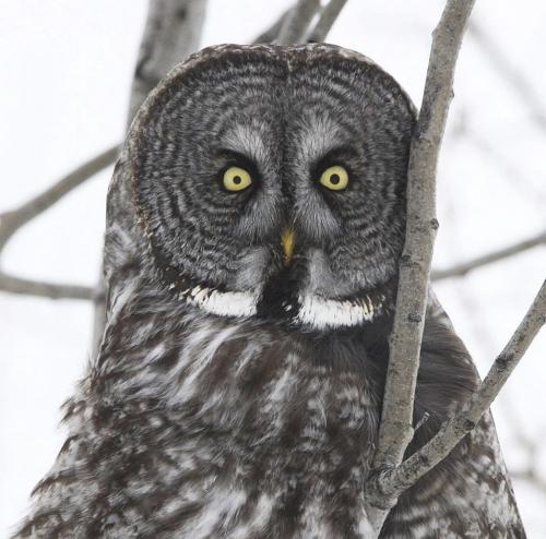 A Great Grey Owl is perched in a tree Tuesday morning on Hyw 12 in South Eastern Manitoba in Sandlands Provincial Forest -See Gabrielle Giroday story- January 14, 2013   (JOE BRYKSA / WINNIPEG FREE PRESS)
