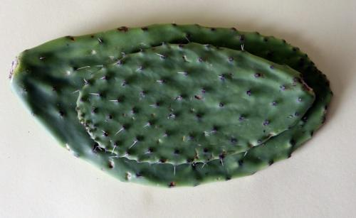 Mystery Food -   Cactus leaves       Caroline Vesely -  KEN GIGLIOTTI / JAN. 30 2013 / WINNIPEG FREE PRESS