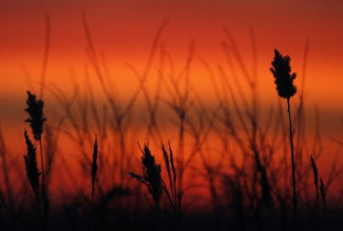 Sunrise at Oak Hammock Marsh, early Saturday, February 2, 2013. (TREVOR HAGAN/WNNIPEG FREE PRESS)