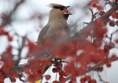 A Bohemian waxwing eats a mountain ash berry from a tree along Waterfront Drive, Sunday, February 3, 2013. The fermented berries can actually cause the birds to become intoxicated. (TREVOR HAGAN/WINNIPEG FREE PRESS)