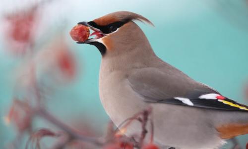 A Bohemian waxwing eats a mountain ash berry in a tree on Waterfront Drive, Sunday, February 3, 2013. The fermented berries have intoxicating properties. (TREVOR HAGAN/WINNIPEG FREE PRESS)
