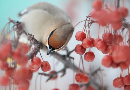 A Bohemian waxwing eats mountain ash berries in a tree on Waterfront Drive, Sunday, February 3, 2013. The berries ferment and can become intoxicating. (TREVOR HAGAN/ WINNIPEG FREE PRESS)