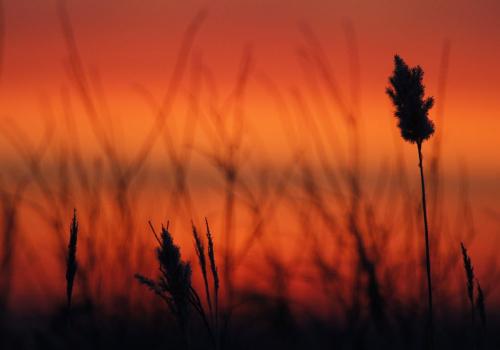Sunrise at Oak Hammock Marsh, early Saturday, February 2, 2013. (TREVOR HAGAN/WNNIPEG FREE PRESS)