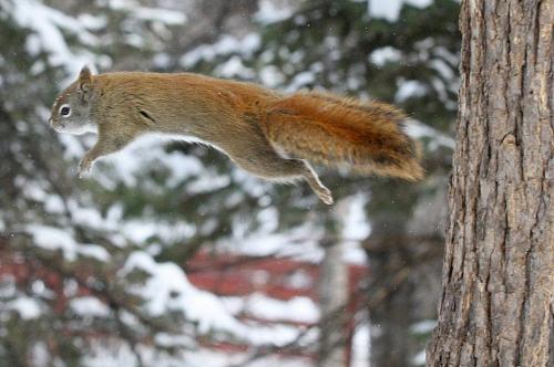 I Jump- A squirrel does shows jumping skills as he flies through the air towards a bird feeder full of food in Kildonan Park Wednesday Image #5 Jumping Squirrel project- February 07, 2013   (JOE BRYKSA / WINNIPEG FREE PRESS)