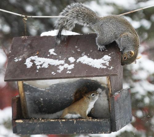 Squirrel Off- Two squirrels stare each other down in a bird feeder at Kildonan Park Wednesday afternoon- Standup photo February 07, 2013   (JOE BRYKSA / WINNIPEG FREE PRESS)