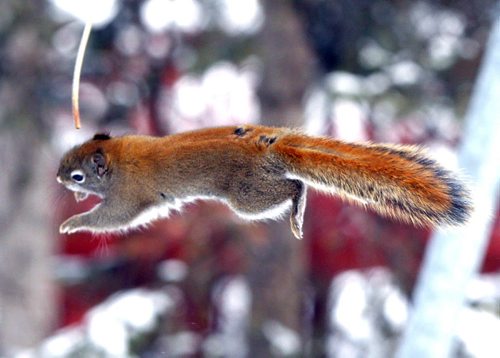 A squirrel soars through the air in North Kildonan during the lunch hour. Feburary 6, 2013  BORIS MINKEVICH / WINNIPEG FREE PRESS