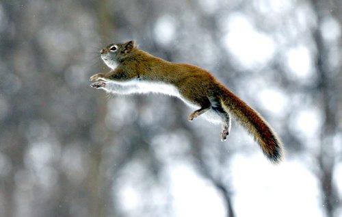 A squirrel soars through the air in North Kildonan during the lunch hour. Feburary 6, 2013  BORIS MINKEVICH / WINNIPEG FREE PRESS