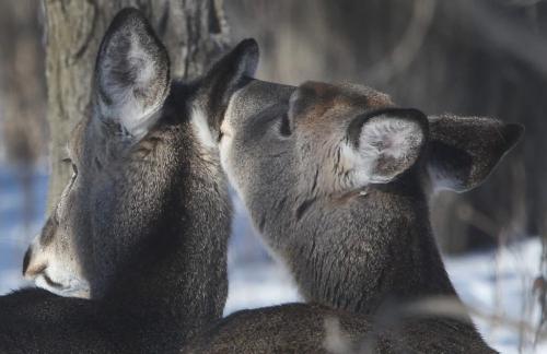Grooming each other  Two deer groom each other Thursday afternoon in Beaudry Provincial Park in Headingley, Manitoba-Standup photo- February 07, 2013   (JOE BRYKSA / WINNIPEG FREE PRESS)