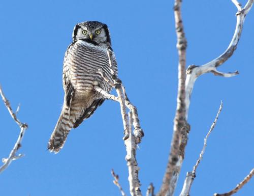 Looking for Dinner- A Hawk Owl looks for dinner near Beaudry Provincial Park Thursady afternoon- Hawk owls hunt by day prey on small birds in winter and rodents by summer Standup photo- February 07, 2013   (JOE BRYKSA / WINNIPEG FREE PRESS)