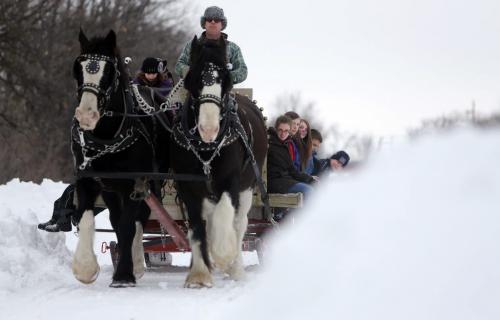 Horse drawn sleigh rides thrilled those who attended the Winter Carnival at Varsity View Community Centre, Saturday, February 9, 2013. (TREVOR HAGAN/WINNIPEG FREE PRESS)