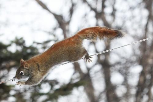 For Project - Jumping squirrel #6 Kildonan Park-Standup photo- February 12, 2013   (JOE BRYKSA / WINNIPEG FREE PRESS)