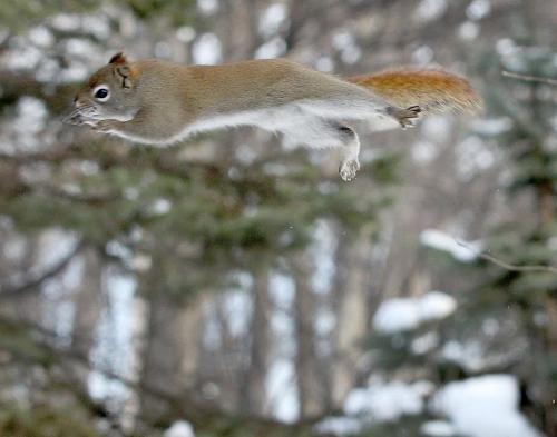 For Project - Jumping squirrel #7Kildonan Park-Standup photo- February 12, 2013   (JOE BRYKSA / WINNIPEG FREE PRESS)