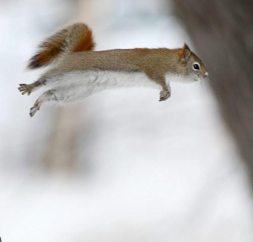 Jumping squirrel #8Kildonan Park-Standup photo- February 13, 2013   (JOE BRYKSA / WINNIPEG FREE PRESS)