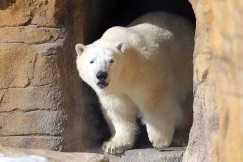 Hudson the polar bear at the Zoo was introduced to the public today. Feb 14, 2013  BORIS MINKEVICH / WINNIPEG FREE PRESS