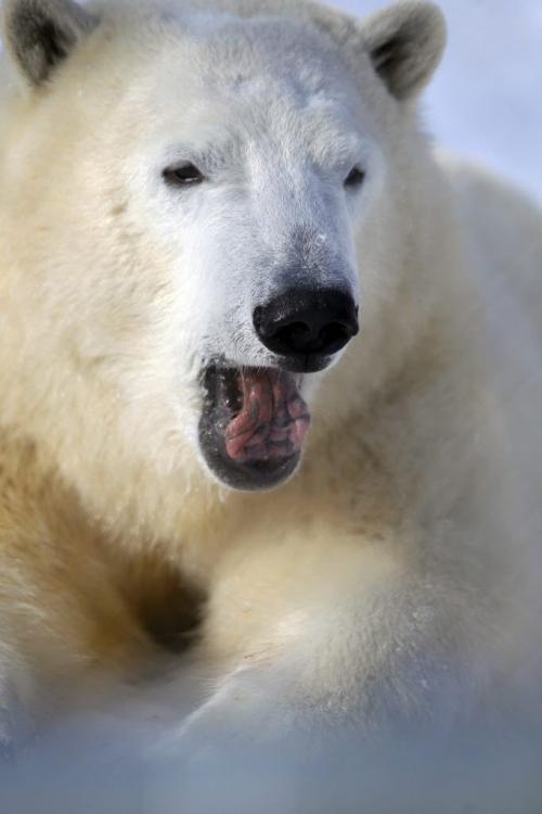 Hudson the polar bear at the Zoo was introduced to the public today. Feb 14, 2013  BORIS MINKEVICH / WINNIPEG FREE PRESS