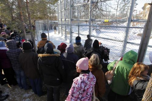 Hudson the polar bear at the Zoo was introduced to the public today.  Crowds of people look onFeb 14, 2013  BORIS MINKEVICH / WINNIPEG FREE PRESS