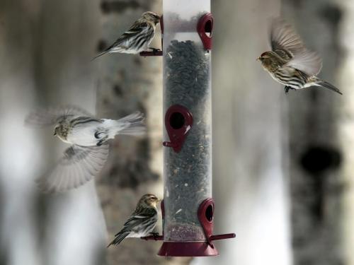 Common Redpolls feast on sunflower seeds at a Fort Whyte Alive feeding station Thursday afternoon. Friday Feb 15th marks the start of the Great Backyard Bird Count, an annual 4-day event that engages bird watchers of all ages in counting birds to create a real-time snapshot of where the birds are. See http://www.birdsource.org/gbbc/whycount.html for more info. Feb 14th 130214- (Phil Hossack / Winnipeg Free Press)