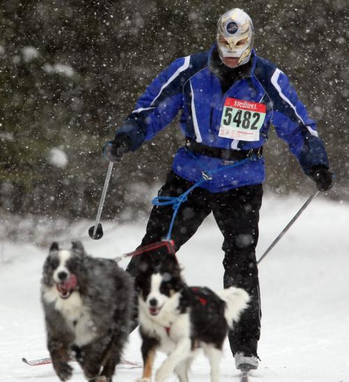 Darren Bailey, being pulled by Skylar and Montana, in the  6th annual Snow Motion Classic, in Birds Hill Park, Sunday, February 17, 2013. (TREVOR HAGAN/WINNIPEG FREE PRESS)