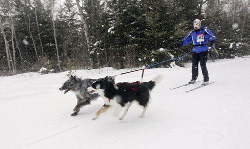 Darren Bailey, being pulled by Skylar and Montana, in the  6th annual Snow Motion Classic, in Birds Hill Park, Sunday, February 17, 2013. (TREVOR HAGAN/WINNIPEG FREE PRESS)
