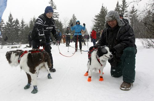 Genevieve Montcombroux and Les Fabo hold Razzie and Dina steady for Susie Strachan, at the 6th annual Snow Motion Classic, in Birds Hill Park, Sunday, February 17, 2013. (TREVOR HAGAN/WINNIPEG FREE PRESS)
