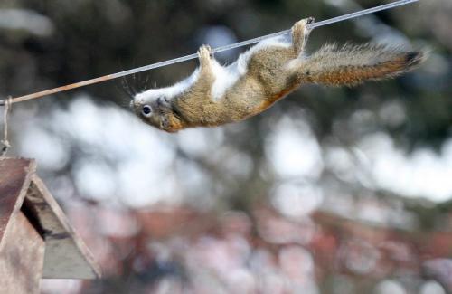 High wire dare devil- This squirrel at Kildonan Park demonstrated a new technique today to get to the bird food- hanging upside down and slowly making his way across upside down to get to the food treasure  Standup photo- February 19, 2013   (JOE BRYKSA / WINNIPEG FREE PRESS)
